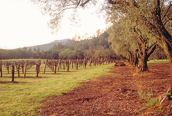 Vineyards on Spring Mountain, Napa Valley