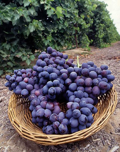 Spring Mountain Vineyard Grape Varieties